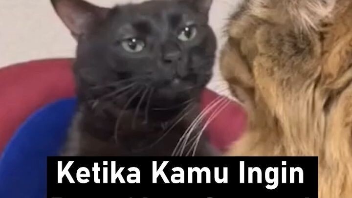 Ketika kamu mau buat akun tapi namamu sudah dipakai banyak orang