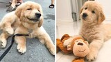 😍Cute & Funny Golden Puppies Videos That Are IMPOSSIBLE Not To Aww At💖🐶| Cutest Puppies