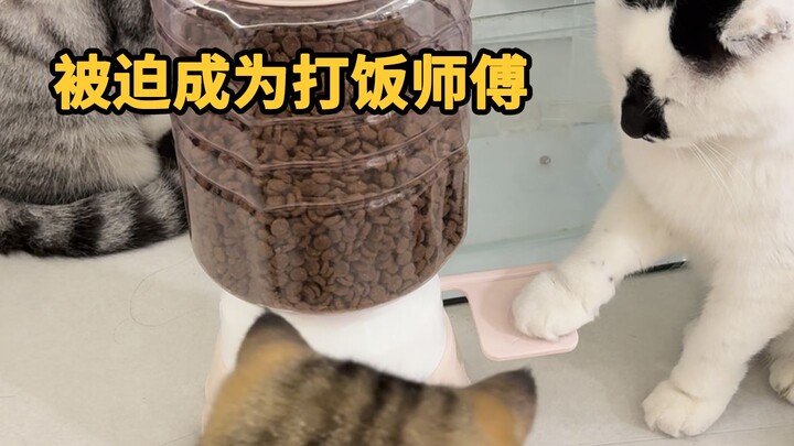 แมวฉลาดก็ต้องรับผิดชอบมากหน่อย…