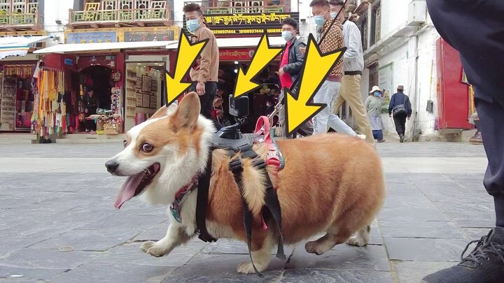 เรื่องที่สุนัขของบ้านฉันออกไปข้างนอกจนเกือบก่อให้เกิดอุบัติเหตุทางถนน