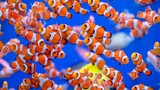 Tips memelihara ikan nemo di aquarium