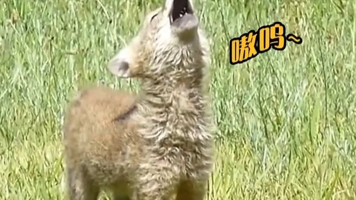 زئير الذئب الجائع لجرو الذئب الصغير كان قويًا لدرجة أنه رأى نسخة حقيقية من شياو هويهوي!