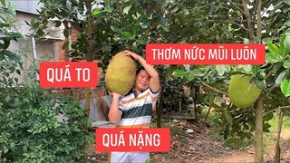 Được Cha chừa lại trái mít chín cây trong vườn ngày ở nhà vừa ăn vừa chia sẻ với bà con hàng xóm.
