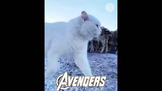 The Cat Avenger #youtubeshorts #shorts #cat