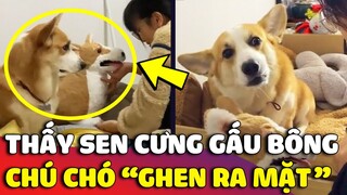 Chiếc Corgi hờn dỗi GHEN RA MẶT khi thấy con Sen cưng gấu bông hơn mình 😅 | Gâu Đần