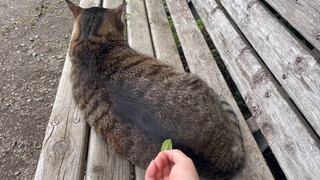 Stinging a wild Japanese sea cucumber (doge)