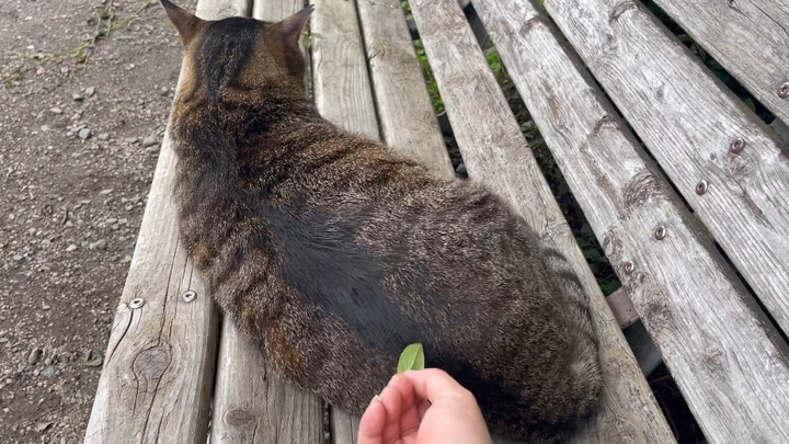 Stinging a wild Japanese sea cucumber (doge)
