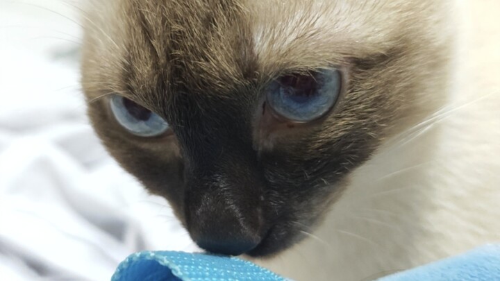 Kepala, ada aroma kucing lain nih meong