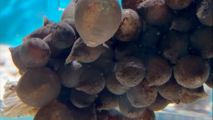 It turns out that cuttlefish eggs have grown into little bosses!