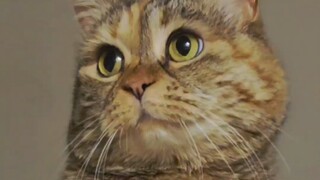 The kitty will tell you a bedtime story