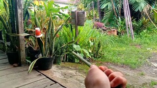 Main Bedil bambu - Nostalgia permainan masa kecil...