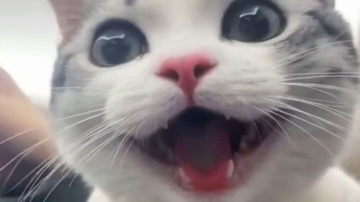 Kucing ini agak mirip anjing.