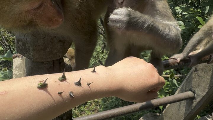 What do you do if you get pricked by a thorn in the wild?