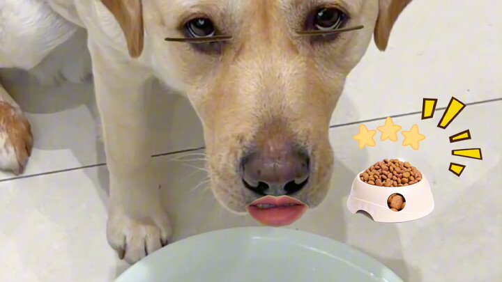 Dog: You'd better explain.