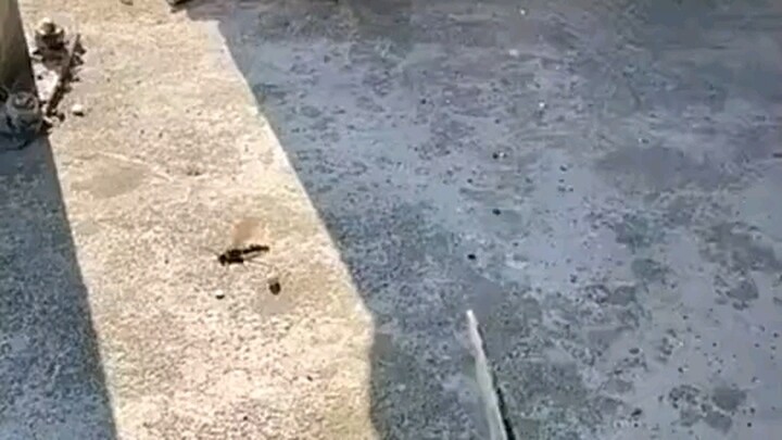 Một con ong bắp cày có thể tha đi mười đến hai mươi con ong mật mỗi ngày