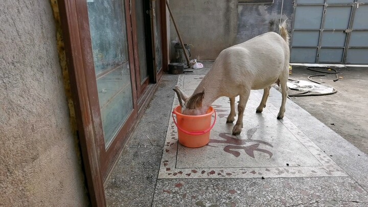 Sheep love sour things—could she be pregnant again?