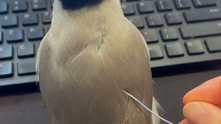 لقد عاد لي مرة أخرى ليلعب معي!