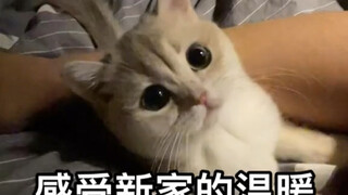 Statement: I didn't snatch my son's girlfriend.