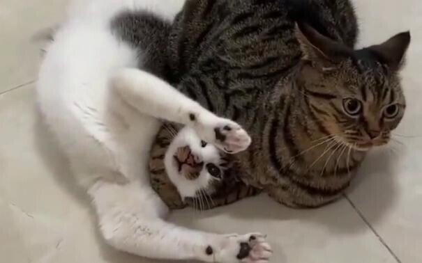 ทีมแมวคว้ารางวัลใหญ่!