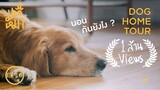 HomeTour หมา 7 ตัว.. นอนกันยังไง ? - มหึหมา EP16