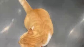 会认路的聪明小猫，认得路还是其次，关键的关键是4楼没人出去它才骂的，所以它完全明白是有人故意在耍它