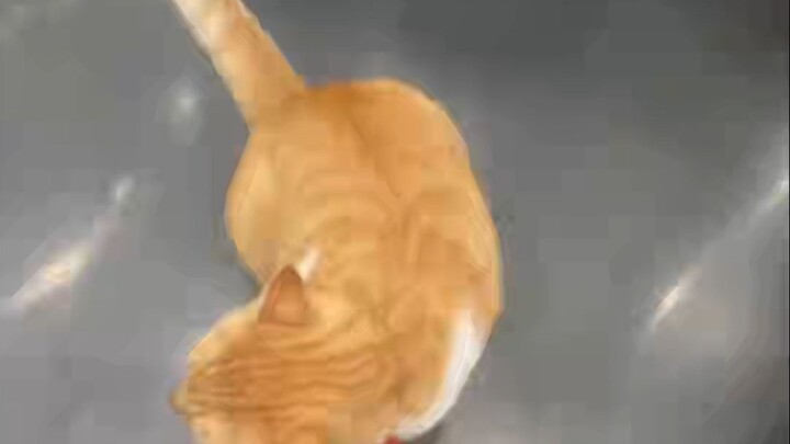 Chú mèo nhỏ thông minh biết đường, biết đường chỉ là chuyện thứ yếu thôi; điều quan trọng nhất chính