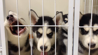 Animal|Take The Little Huskie To Get His Shot