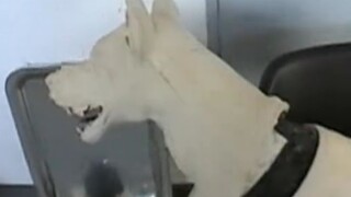 《生化危机》里丧尸犬竟然是真狗！化妆师时刻补妆，训练师腿把腿的教，好完整的一个狗演员！
