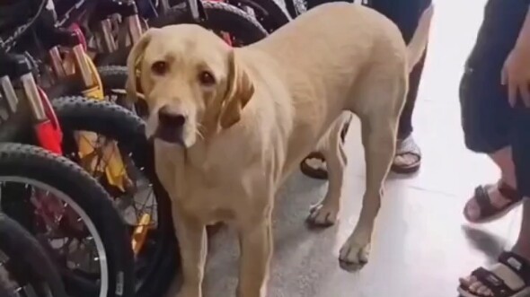 لابرادور: المرة الجاية، إذا كان الزبون خايف من الناس، عليك أنت أيضًا أن تبتعد!