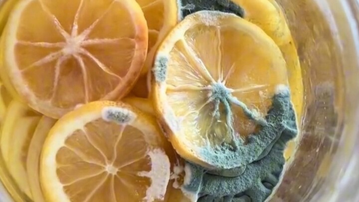 Dẫn bạn khám phá 18 loại nấm mốc chỉ trong một nốt nhạc! Hóa ra cả hệ vi sinh gây mốc cũng được “tái