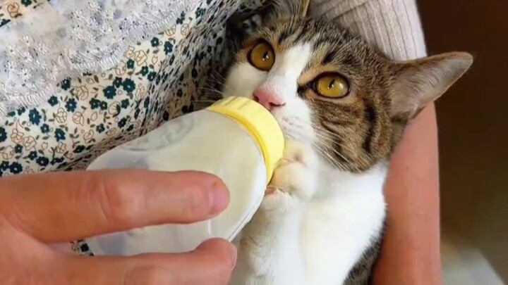 Saya akhirnya mengerti mengapa kucing hitam dan kucing liar di Tom dan Jerry menertawakan Tom.
