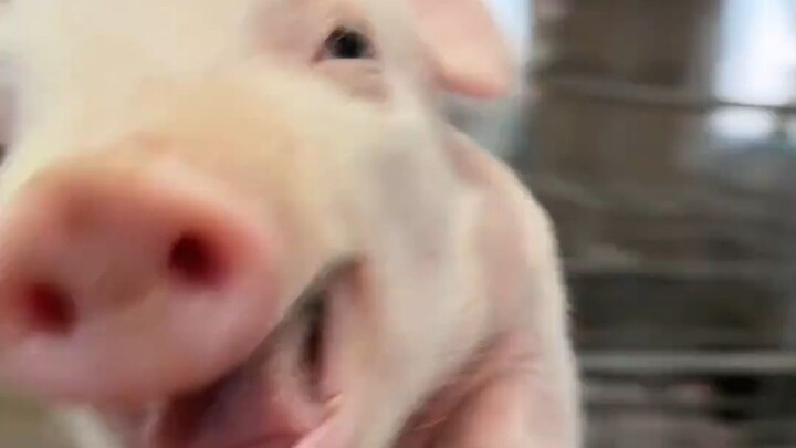 Lifting kittens and puppies is one thing, but don’t just pick up everything you see! Come on!