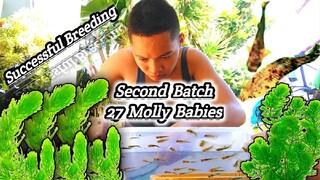 My Molly Produces 27 Babies ( Second Batch ) | Another Successful Breeding