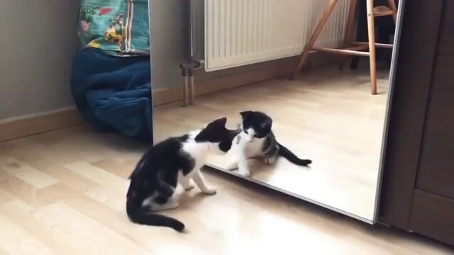 Funny cat vs mirror