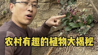农村有趣的植物大揭秘