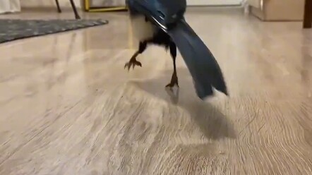 Train the bird to fetch money, then let it fly out and wait for it to come home.