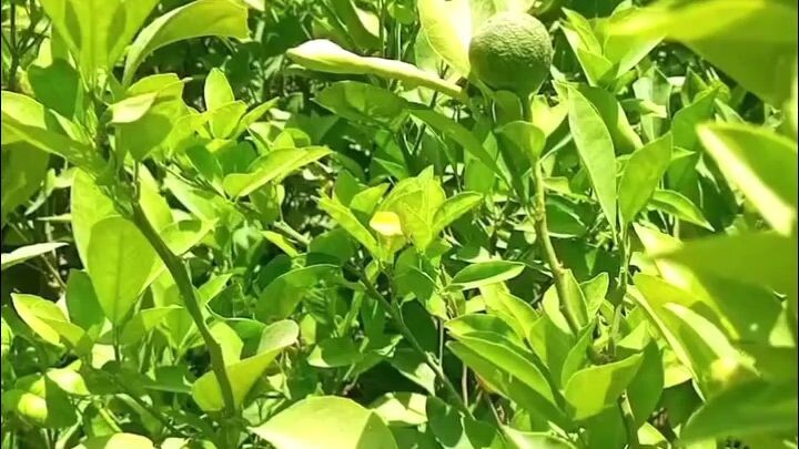 Grafting se lemon plant ugana