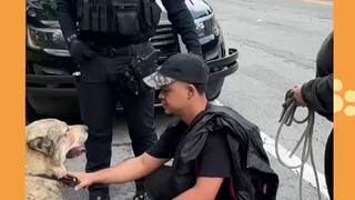 Ternyata ada begitu banyak trik di balik undang-undang perlindungan hewan Eropa. Tidak heran jika ne