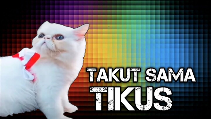 KUCING LUCU GAK DI KASIH MAKAN KARENA TAKUT TIKUS | FUNNY CATS