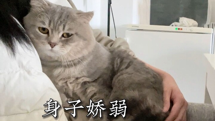 姐姐的抱抱是我独一份的，还是每个猫猫都有