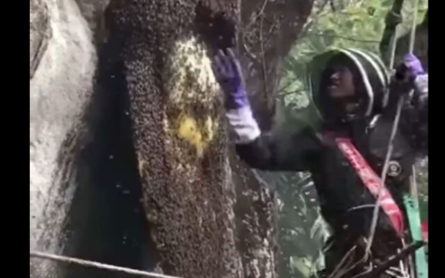 Đuổi ong lấy mật