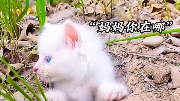 Menyelamatkan anak kucing yang bersembunyi di dalam lubang, menontonnya bikin nangis!