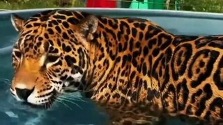 There's a leopard-print outfit that's seriously cool!