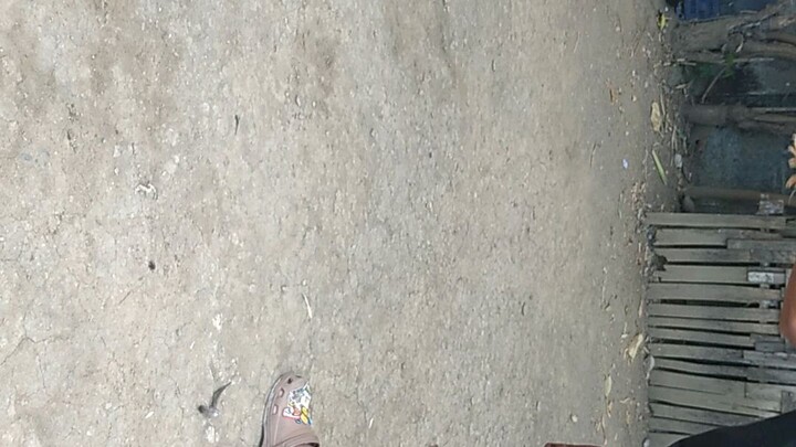 win talisay 2x salamat sa mgandang labn boss R.C bantam backyard