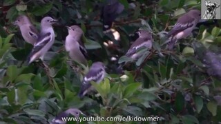 Amazing Migratory DAURIAN STARLINGS's communal roosting, Singapore