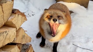 How Clever is a Fox? Lead a Man to the Corner for Biting Him.