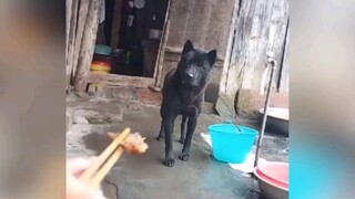 Kumpulan video anjing terlucu tahun 2019