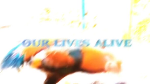 The Fighter Among Roosters