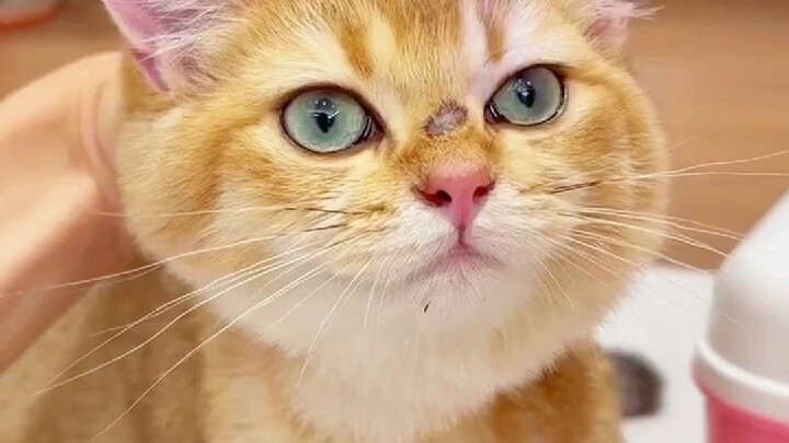 😱 The Brutal Truth About Pet Hospitals… So Freaking Scary❗️