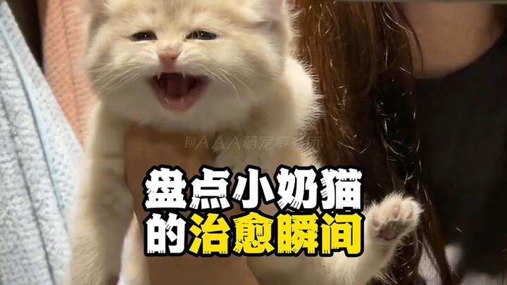 Khoảnh khắc chữa lành của mèo con